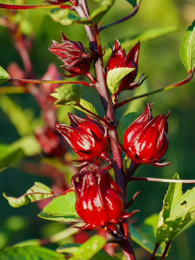 Groseille pays Fruit Exotique Martinique