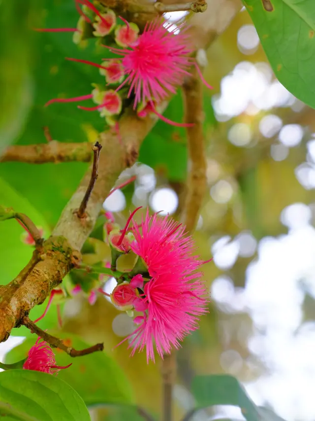 Soursop Flower Fruit Exotic Martinique
