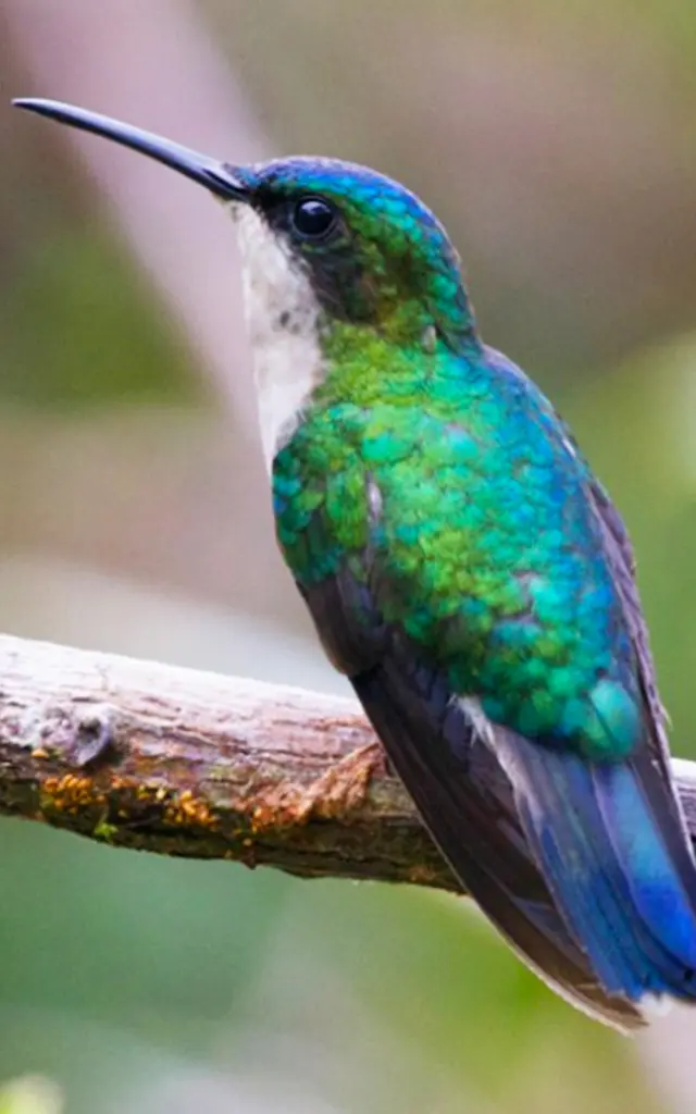 Blue-headed hummingbird Endemic to Martinique