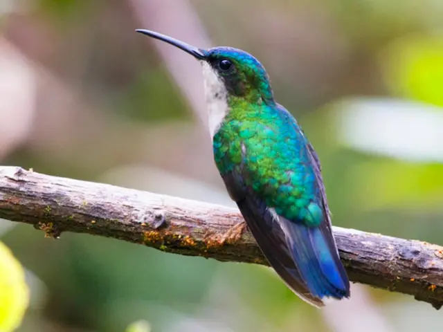 Colibri à tête bleue Oiseau Endémique Martinique