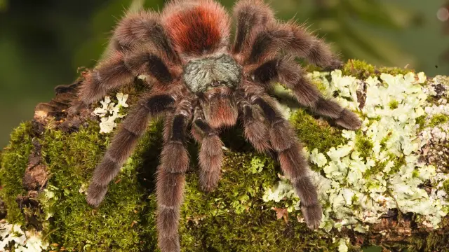 Matoutou cliff spider Endemic to Martinique