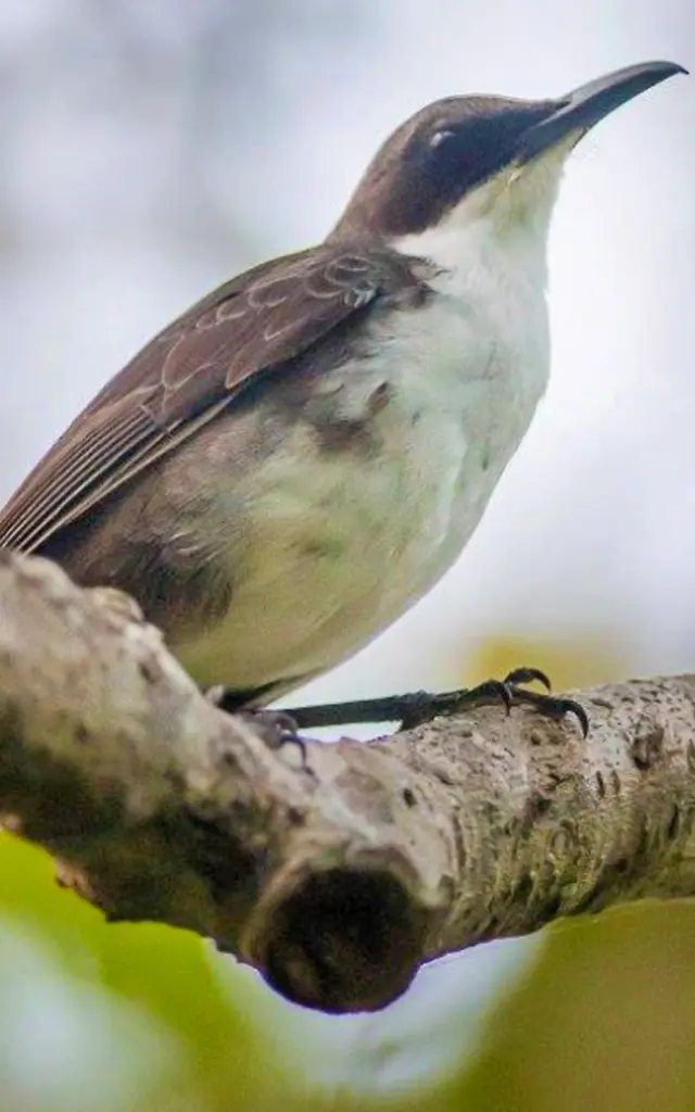 White-throated mockingbird Endemic birds Martinique