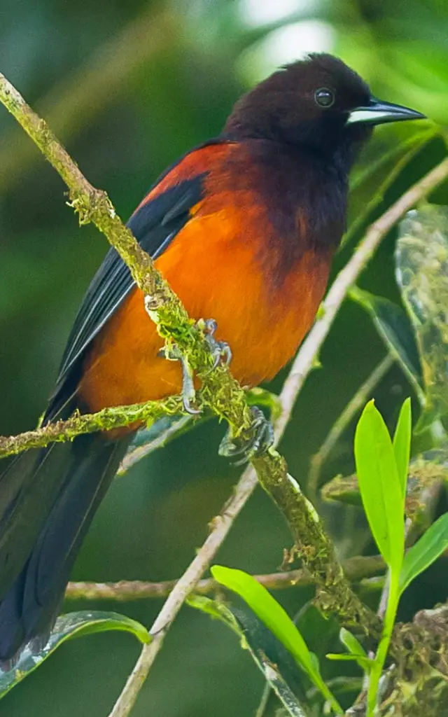 Oriole of Martinique Endemic bird Martinique