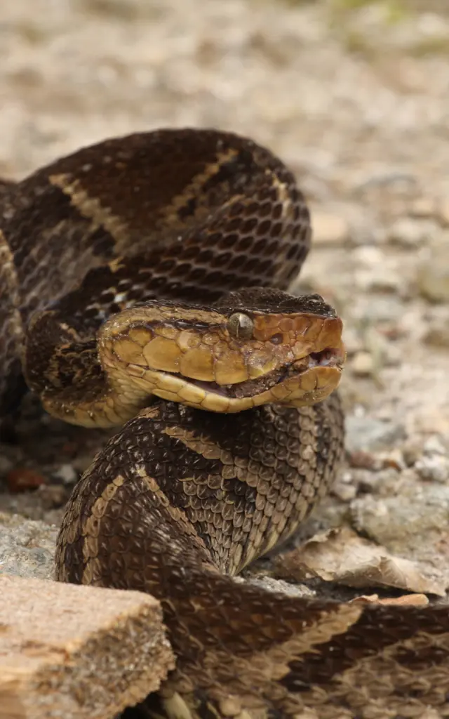 Trigonocephalus Spearhead Snake Endemic to Martinique