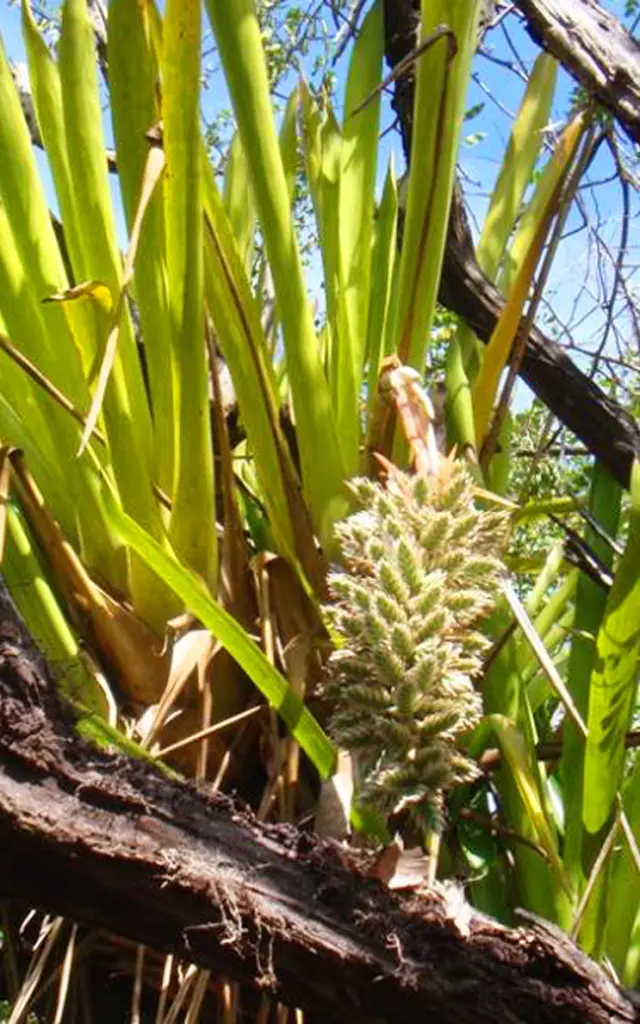 Ananas Bois Plante Endémiques Martinique