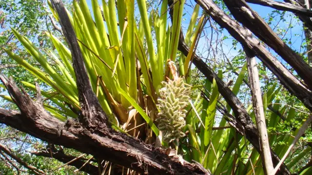 Pineapple Wood Endemic Plant Martinique