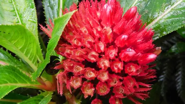 Boulemontagne Endemic Flower Martinique