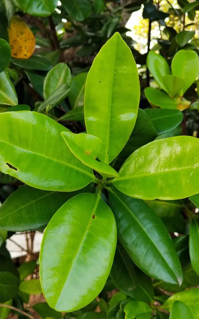 Indian wood Spice leaf Martinique