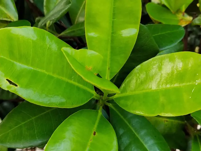 Feuille de bois d'Inde Épice Martinique