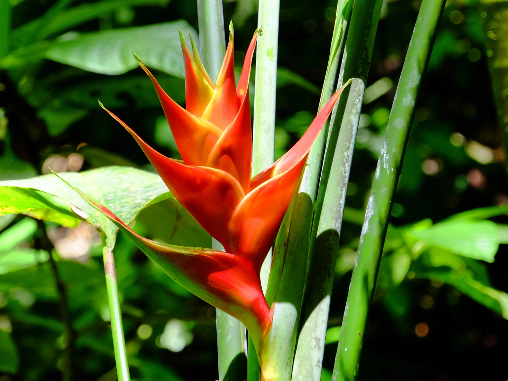 Balisier Rouge Flore Antilles Martinique