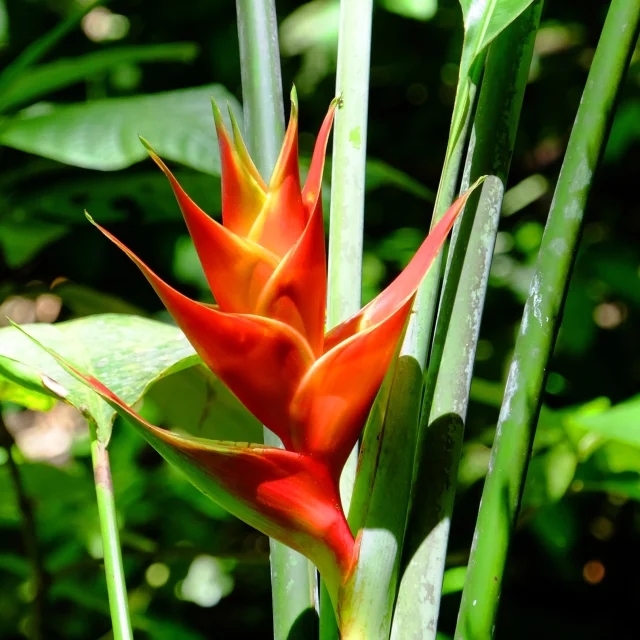 Balisier Rouge Flore Antilles Martinique