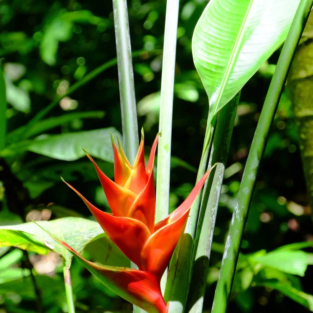 Balisier Rouge Flore Antilles Martinique