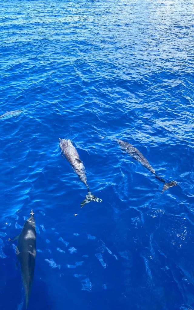 Cétacé Dauphins Mer des Caraïbes Martinique