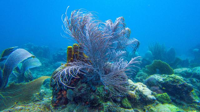 Coraux fil de fer Fond marin Les Aquanautes Marin Martinique