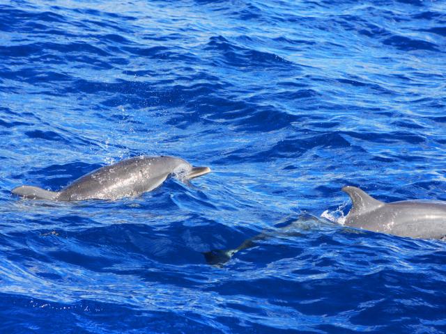 Dauphins Martinique