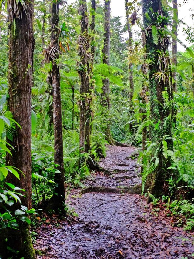 Forêt Coeur Bouliki Saint-Joseph Martinique