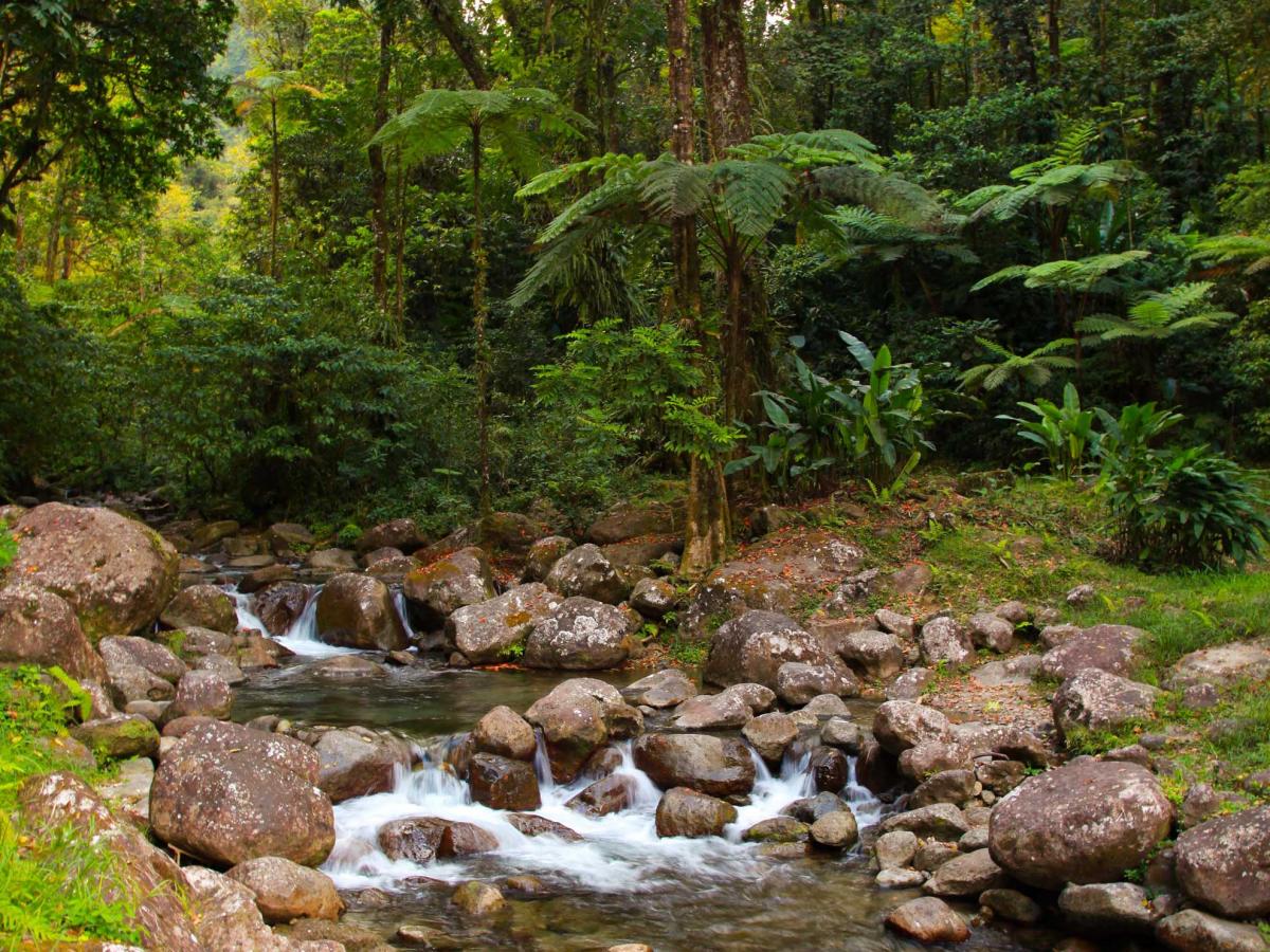 Le Top des Forêts, Cascades et Rivières de Martinique | Martinique Tour