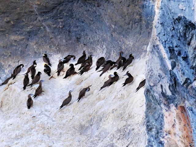 Oiseaux Fou brun Rocher du Diamant Martinique