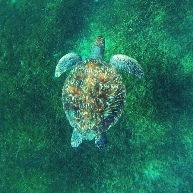 The marine turtles of Martinique