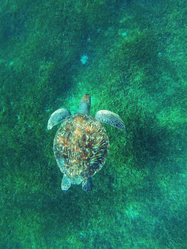 Tortue imbriquée Eretmochelys imbricata Herbier Martinique