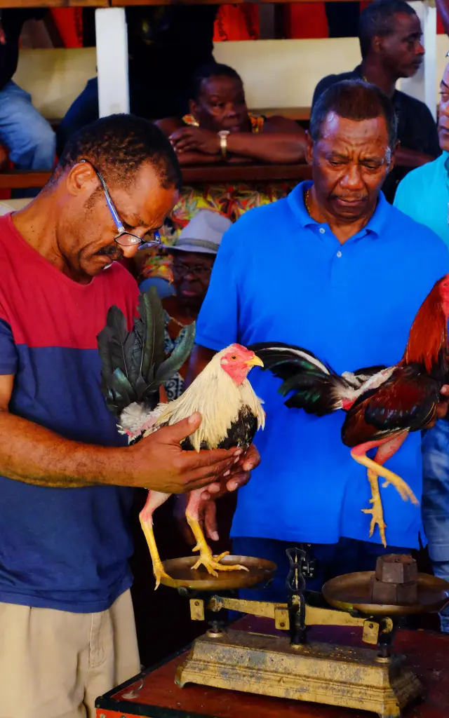 Pitt combats de coqs Martinique