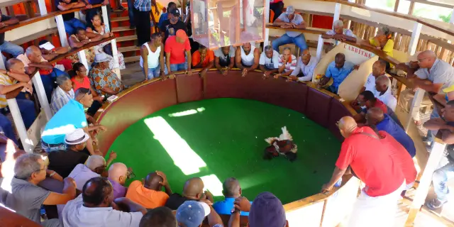 Pitt combats de coqs Martinique