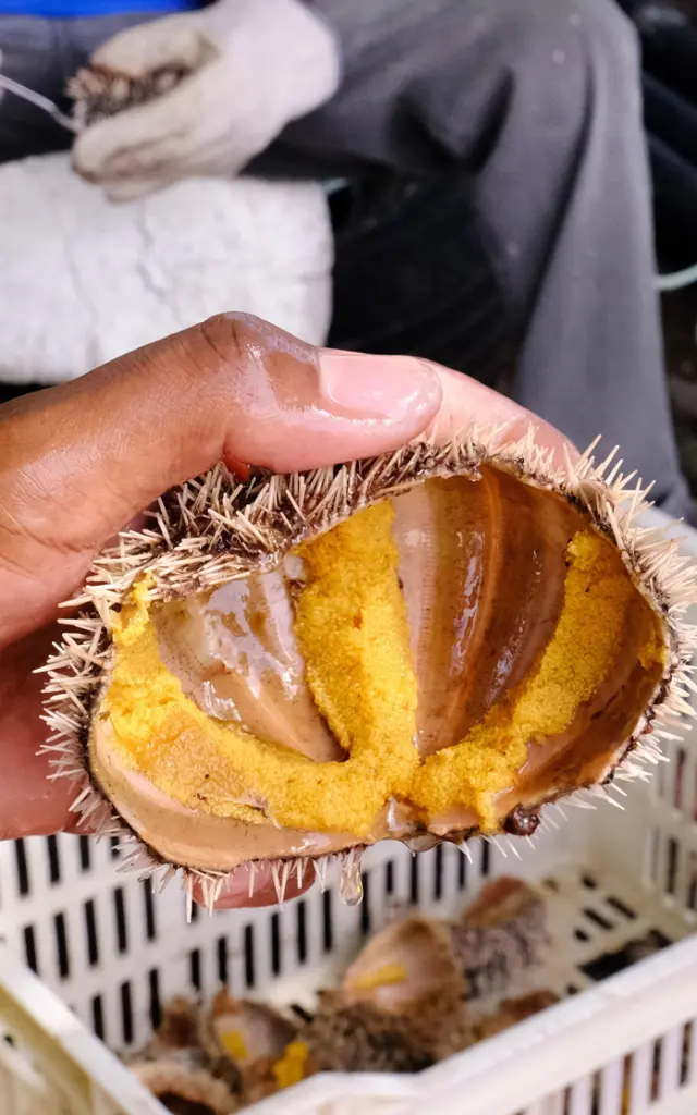 Nettoyage Oursin blanc Petite Anse Anses-d'Arlet Martinique