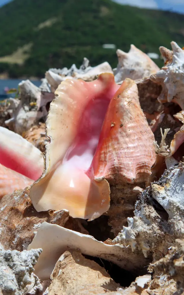 Lambi conch Shell Petite Anse Anses d'Arlet Martinique