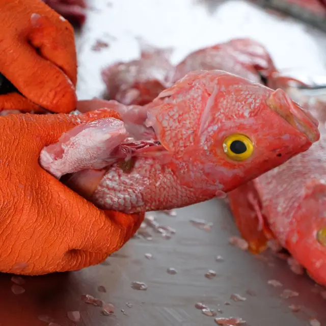 Marché aux poissons Vivaneau Martinique