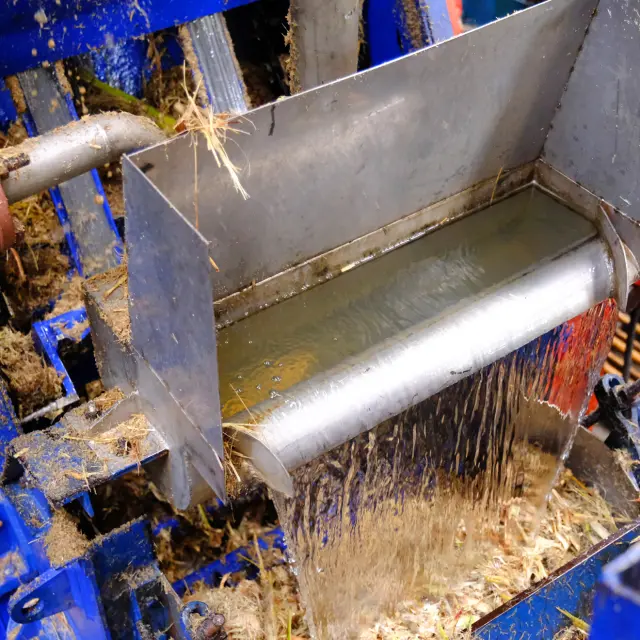 Lavage Canne à sucre Distillerie La Favorite Lamentin Martinique