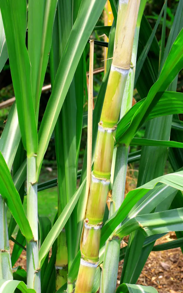 Sugar cane Martinique