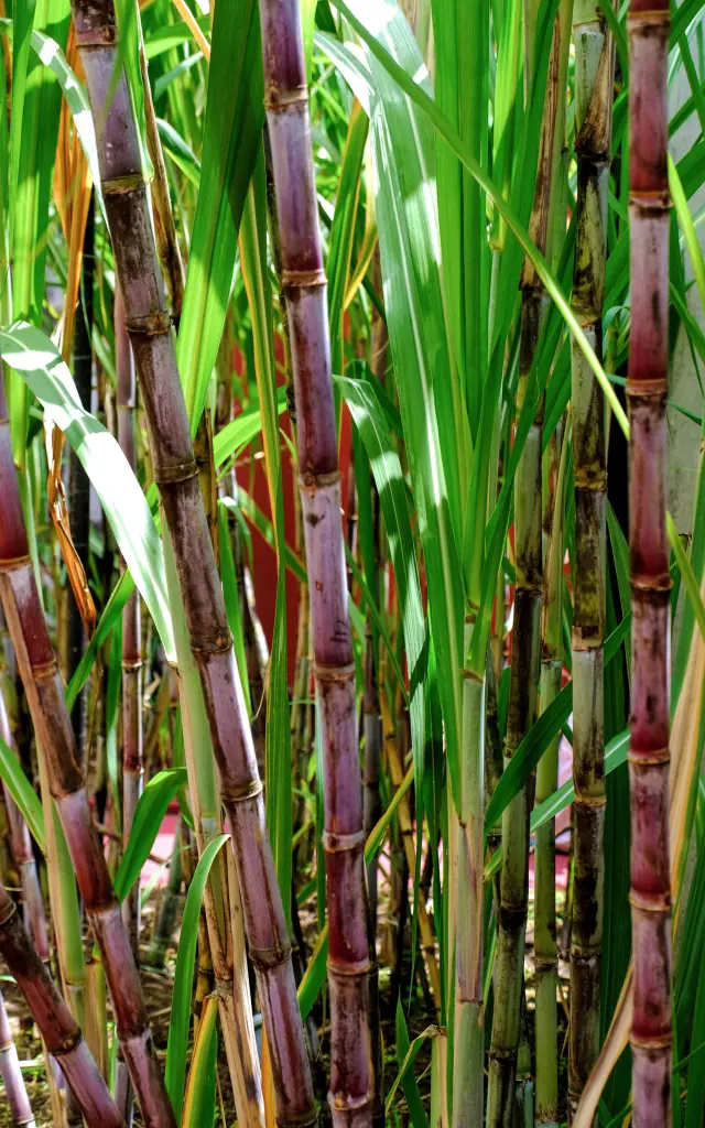 Canne à sucre Distillerie JM Macouba Martinique
