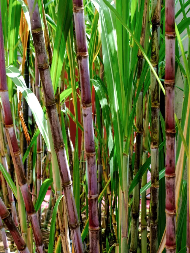 Sugar cane Distillerie JM Macouba Martinique