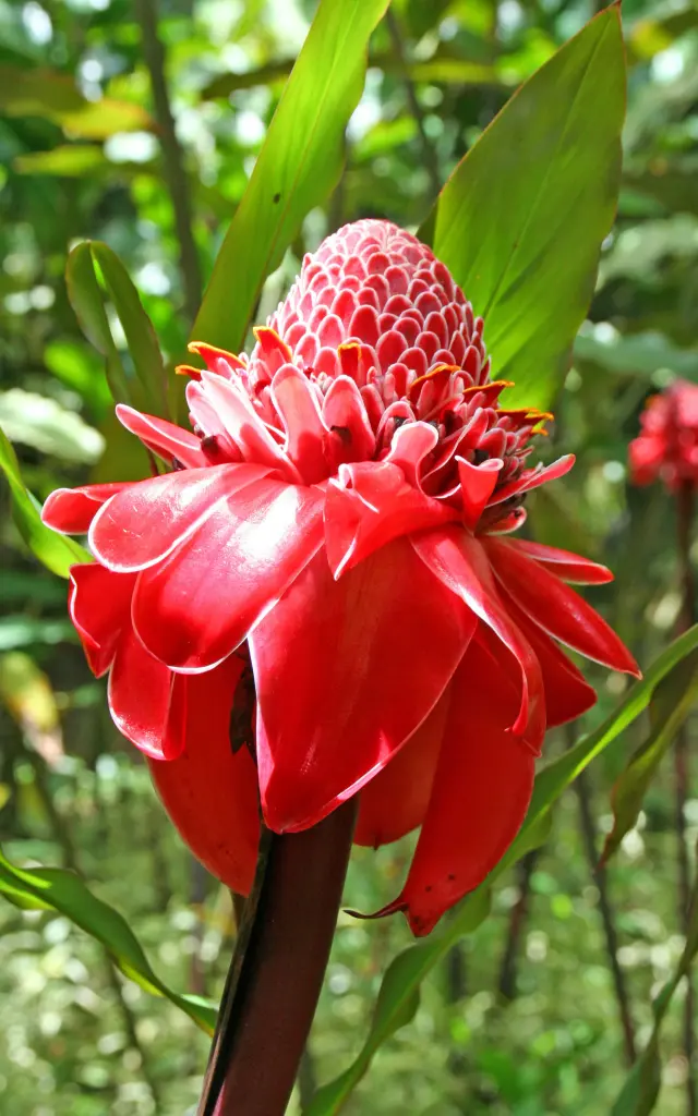 Rose de porcelaine Fleur Martinique