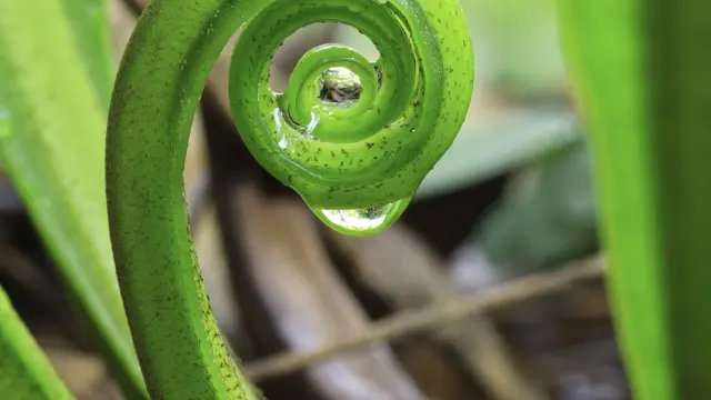 Plante Flore Martinique