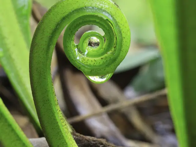 Plante Flore Martinique