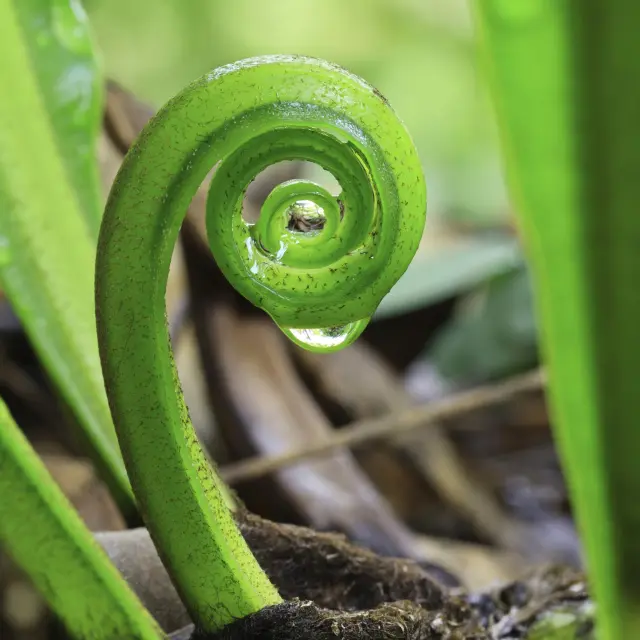Plante Flore Martinique