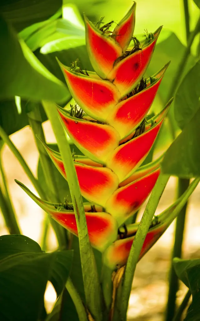 Balisier Flower Martinique