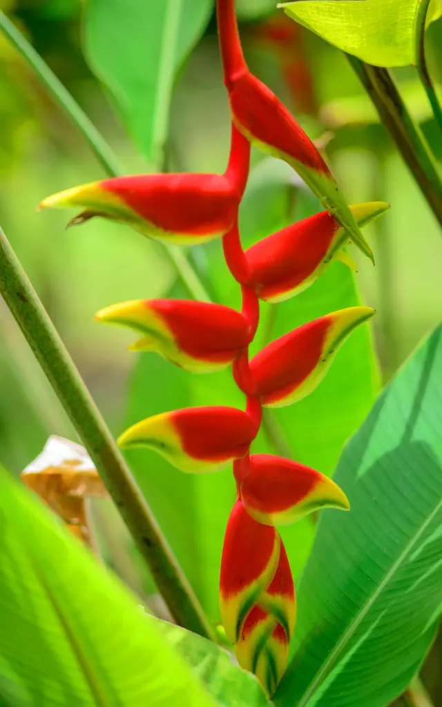 Heliconia Flower Martinique