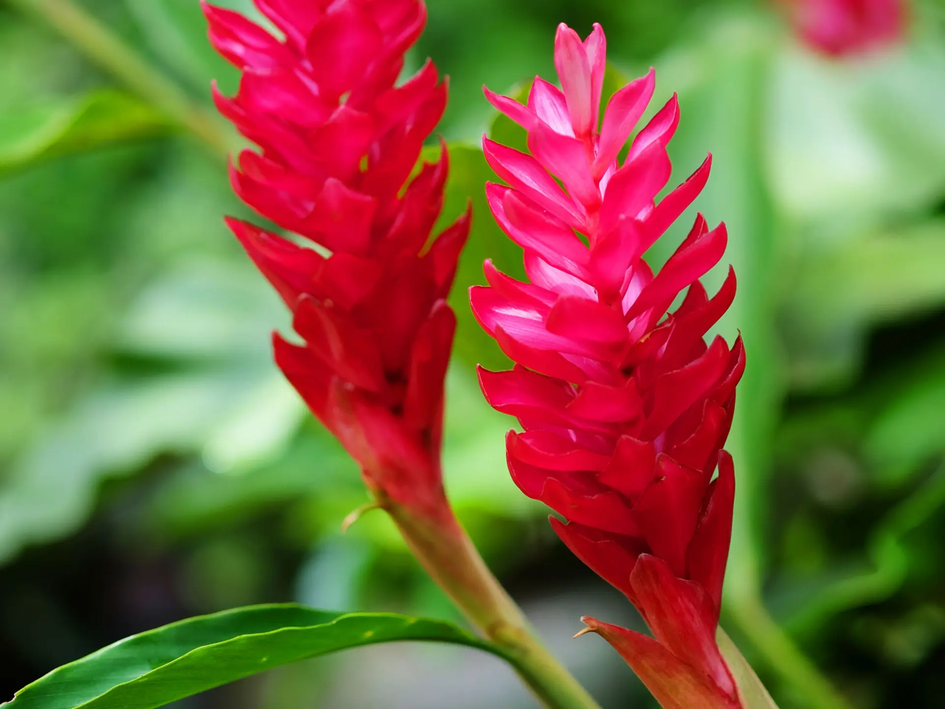 Alpinia Fleur Martinique