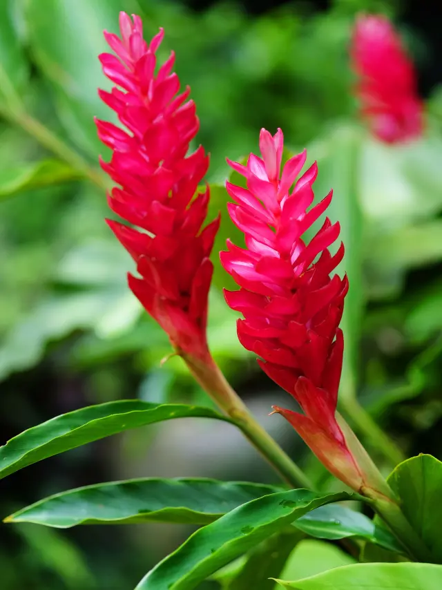 Alpinia Flower Martinique