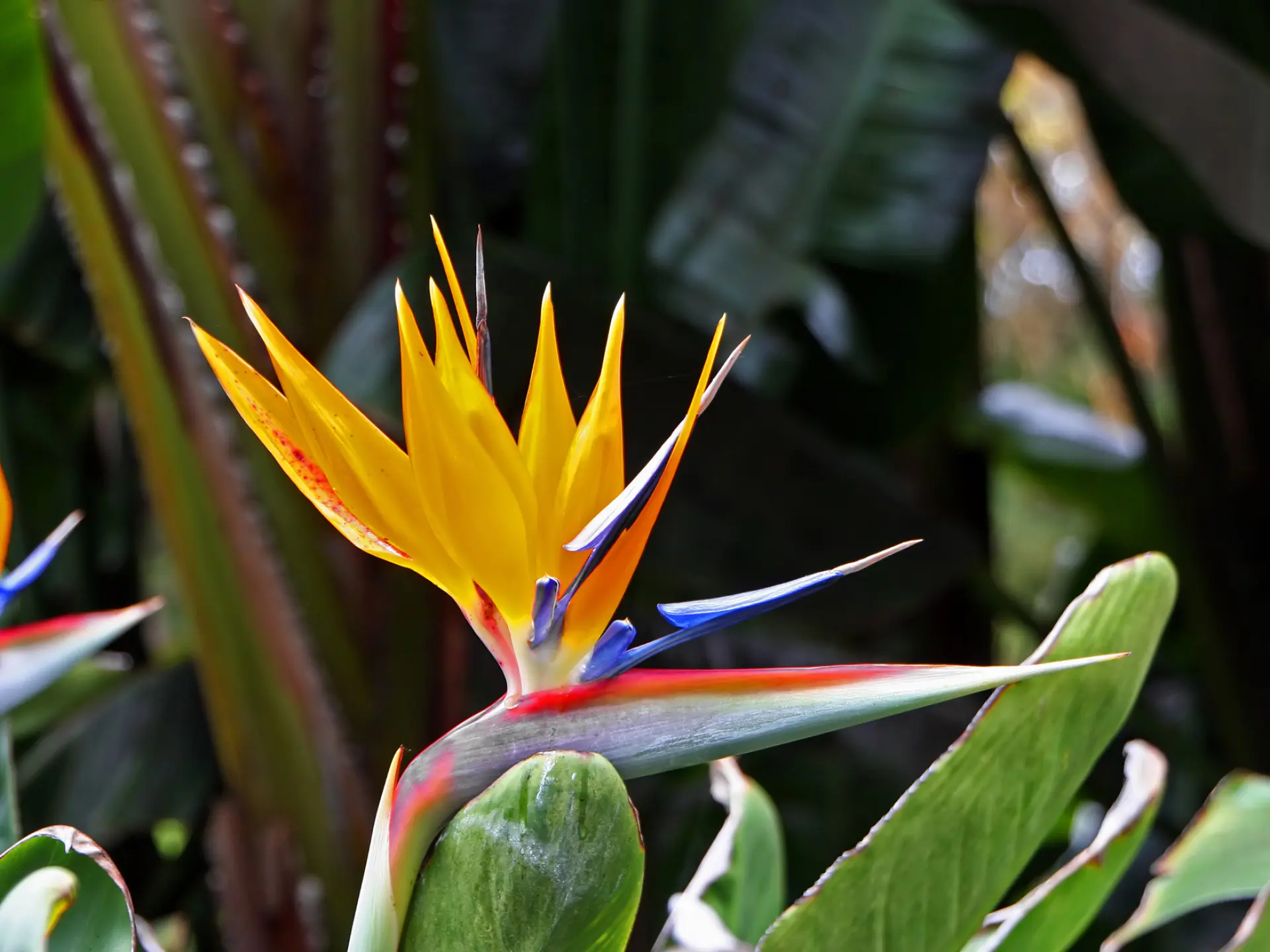 Oiseau du paradis Fleur Martinique