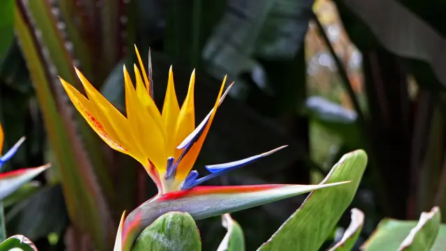 Bird of Paradise Flower Martinique