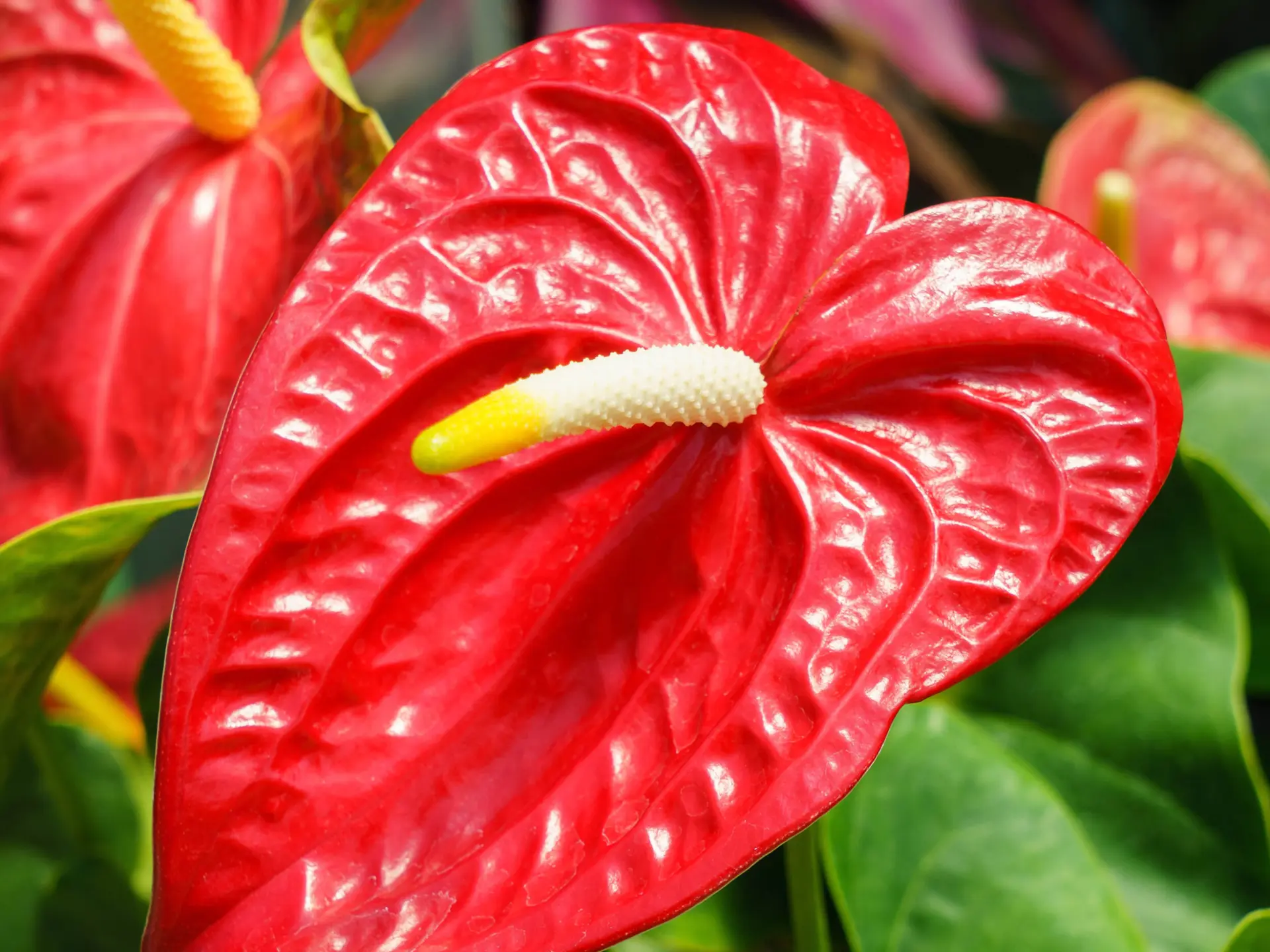 Anthurium Fleur Martinique