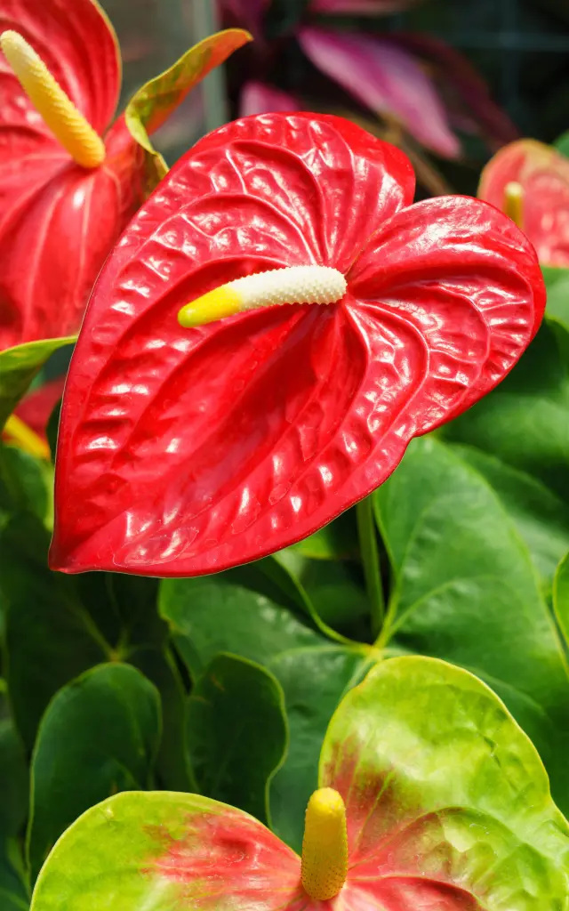 Anthurium Fleur Martinique