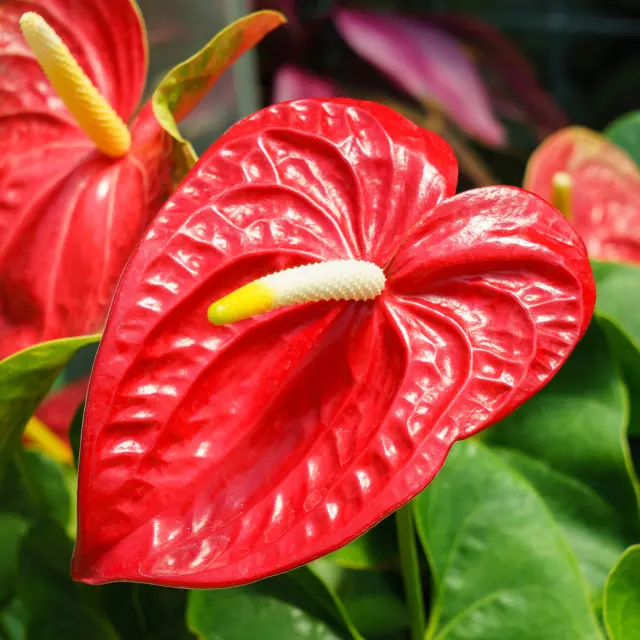Anthurium Flower Martinique
