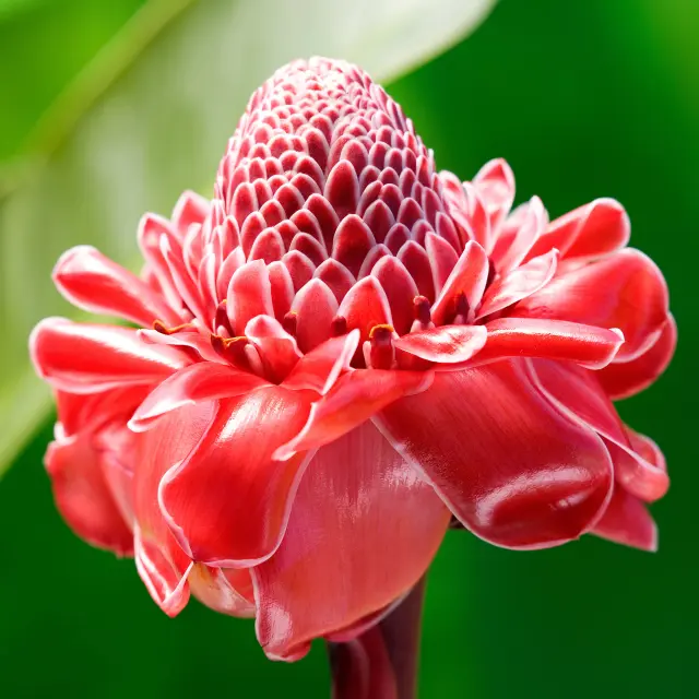 Rose de porcelaine Fleur Martinique