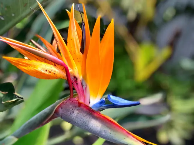 Bird of Paradise Flower Martinique