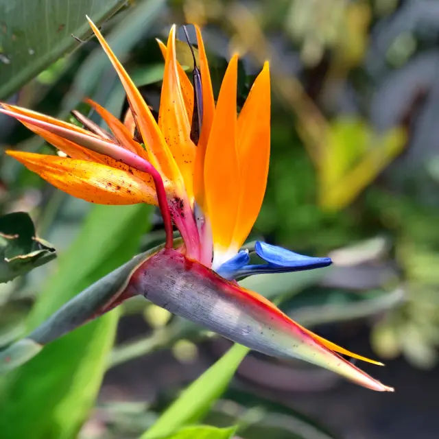 Bird of Paradise Flower Martinique