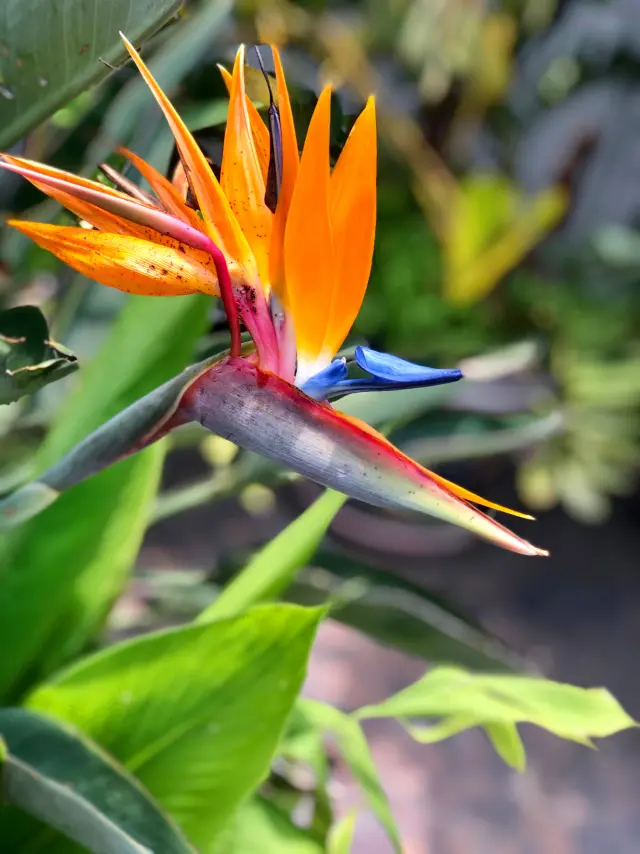 Oiseau du paradis Fleur Martinique